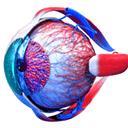 Eye Anatomy 3D Mac版