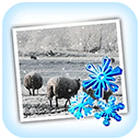 JixiPix Snow Daze Mac版