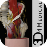 人体臀部结构3D及动画演示Mac版