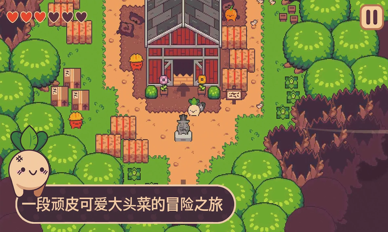 大头菜,小子