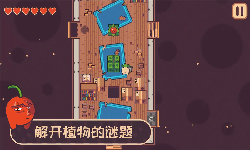 大头菜,小子