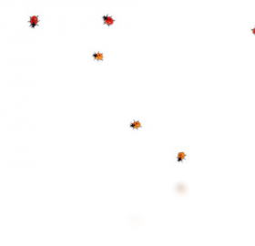 Ladybug,on,desktop