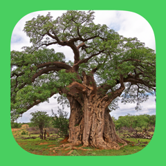‎eTrees of Southern Africa