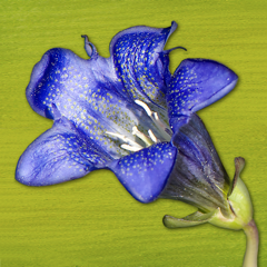 ‎Rockies AlpineFlower Finder – a field guide to identify the wildflowers of the Rocky Mountains