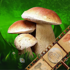 ‎Mushroom Book & Identification