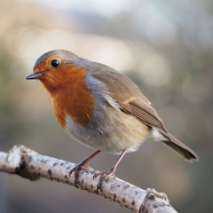 ‎Bird Sounds and Bird Calls