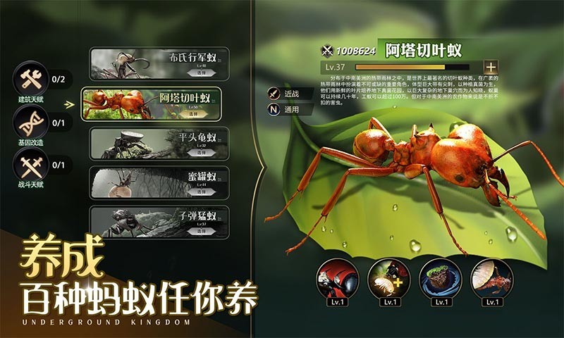 蚁国,甲蚁,小小